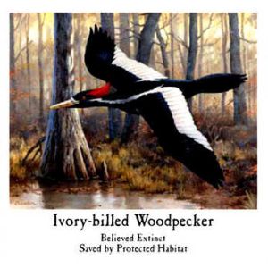 Ivory-Billed Woodpecker
