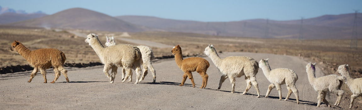 free range alpaca
