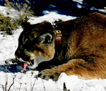 Earthwatch mountain lion